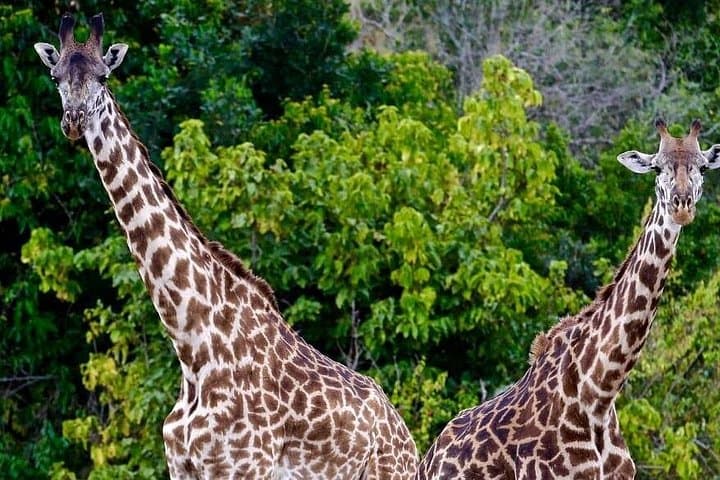 Budget 4-Day Maasai Mara and Lake Nakuru Safari