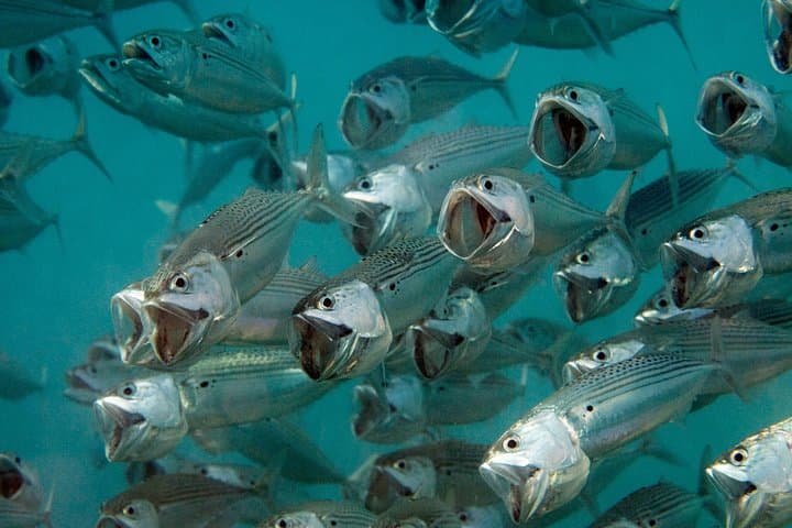 Menjangan Island Diving: Full-Day 2-Dive Boat Trip from Pemuteran for Certified Divers photo 2