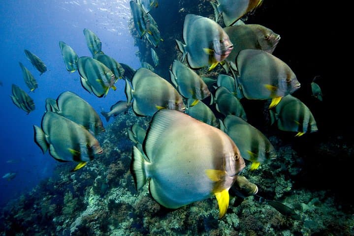 Menjangan Island Diving: Full-Day 2-Dive Boat Trip from Pemuteran for Certified Divers photo 3