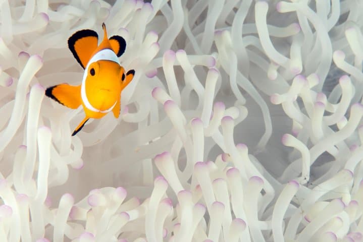Menjangan Island Diving: Full-Day 2-Dive Boat Trip from Pemuteran for Certified Divers photo 4