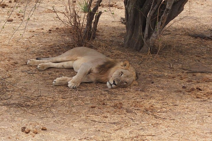 3-Day Mikumi Safari from Dar es Salaam — Game Drives, Hippo Pool & Mkata Floodplain photo 4