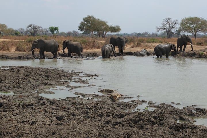 3-Day Mikumi Safari from Dar es Salaam — Game Drives, Hippo Pool & Mkata Floodplain photo 5