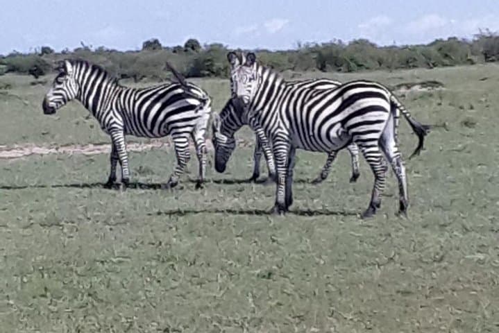5-Day Maasai Mara, Lake Naivasha & Lake Nakuru Safari: Classic Kenyan Wildlife Loop photo 6