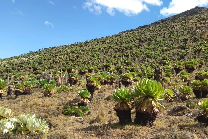 4-Day Mount Kenya Climb via Sirimon Route — Summit Point Lenana with a Local Guide photo 3