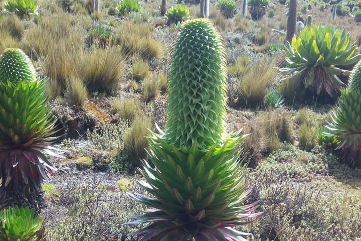 4-Day Mount Kenya Climb via Sirimon Route — Summit Point Lenana with a Local Guide photo 4
