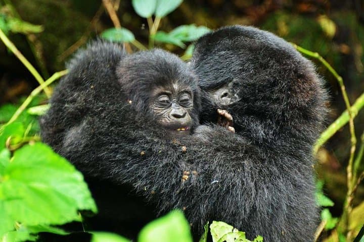Gorillas, Rapids and the Great Migration: 14-Day Uganda & Masai Mara Safari