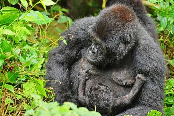 Gorillas, Rapids and the Great Migration: 14-Day Uganda & Masai Mara Safari photo 2