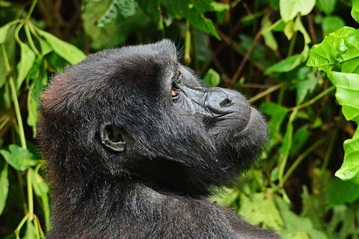 Gorillas, Rapids and the Great Migration: 14-Day Uganda & Masai Mara Safari photo 3