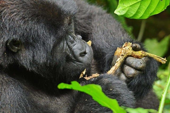 Gorillas, Rapids and the Great Migration: 14-Day Uganda & Masai Mara Safari photo 4