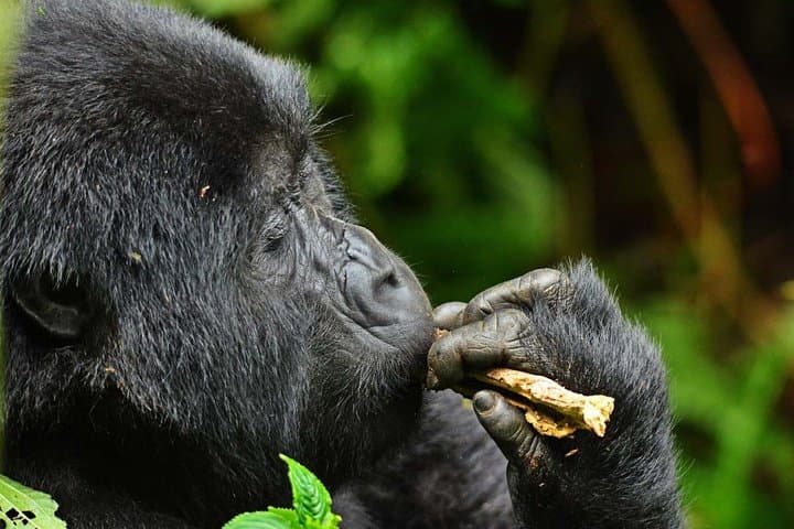 Gorillas, Rapids and the Great Migration: 14-Day Uganda & Masai Mara Safari photo 5