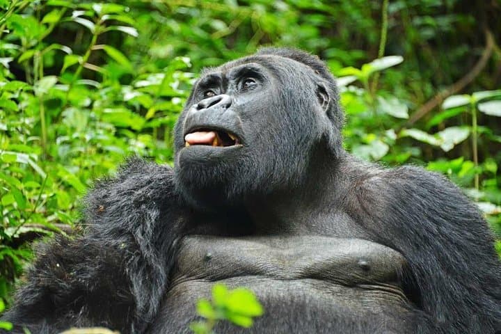 Gorillas, Rapids and the Great Migration: 14-Day Uganda & Masai Mara Safari photo 6
