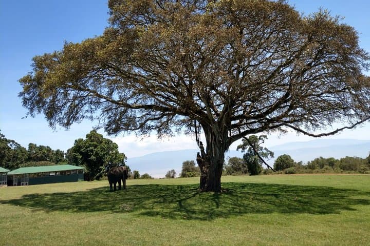 4-Day Serengeti, Tarangire & Ngorongoro Wildlife Safari photo 3