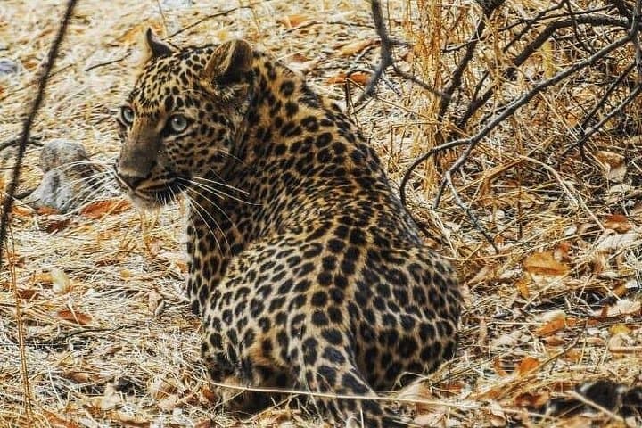 Jhalana Leopard Safari and Chand Baori Stepwell Day Tour from Jaipur photo 1