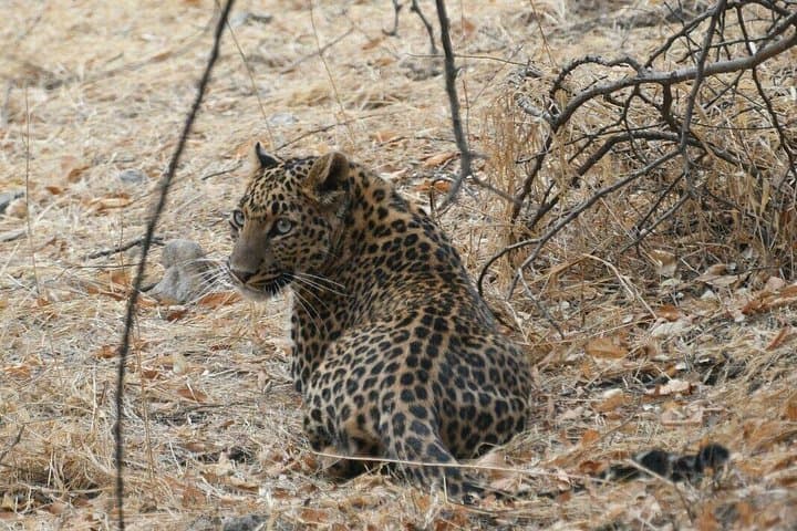 Jhalana Leopard Safari and Chand Baori Stepwell Day Tour from Jaipur photo 4