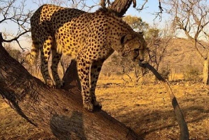 Half-Day Lion Park Safari: White Lions & Predators Near Johannesburg