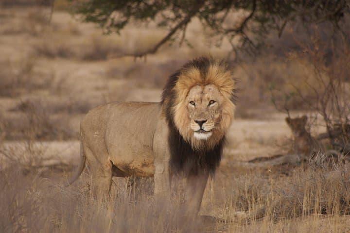6-Day Private Guided Namibian Loop: Windhoek to Sossusvlei & Etosha