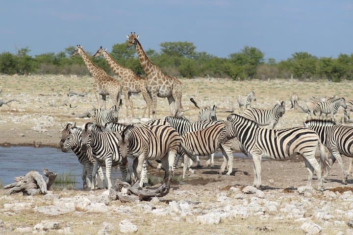 6-Day Private Guided Namibian Loop: Windhoek to Sossusvlei & Etosha photo 3