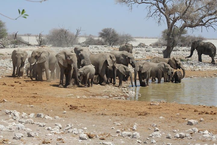 6-Day Private Guided Namibian Loop: Windhoek to Sossusvlei & Etosha photo 2