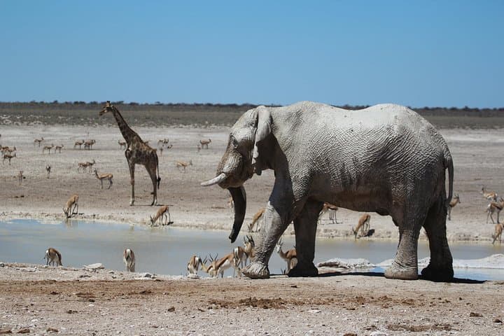 6-Day Private Guided Namibian Loop: Windhoek to Sossusvlei & Etosha photo 4