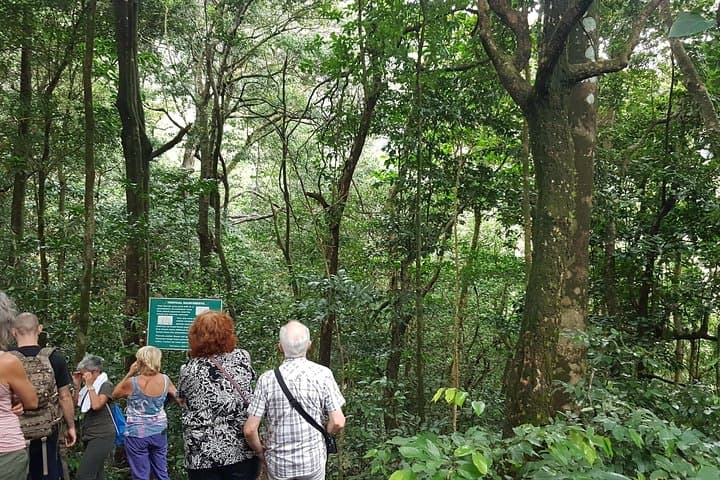 Vermont Nature Trail Hike — Rainforest Walk to St. Vincent Parrot Habitat