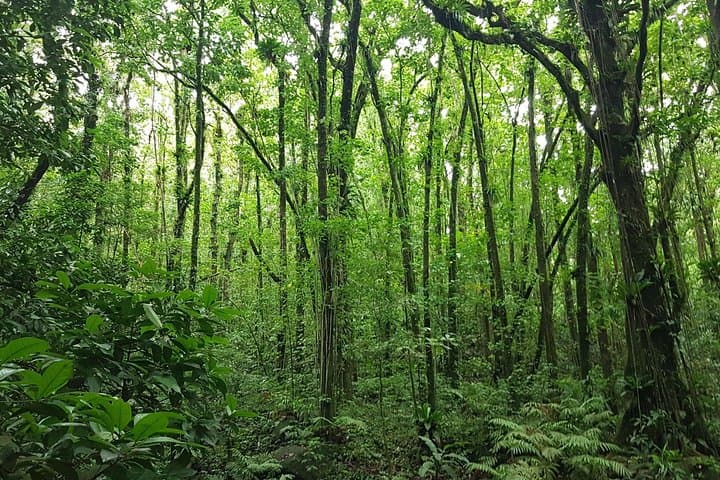 Vermont Nature Trail Hike — Rainforest Walk to St. Vincent Parrot Habitat photo 2