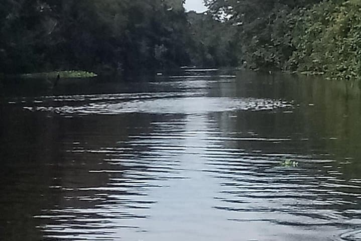Full-Day Amazon River Tour from Iquitos: Dolphins, Paiche & Jungle Rescue Center photo 4