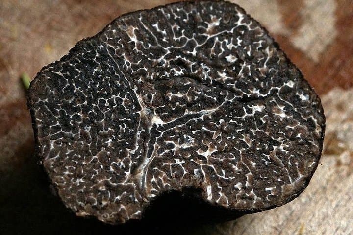 Private Truffle Hunt & Chianti Wine Tasting from Florence photo 2