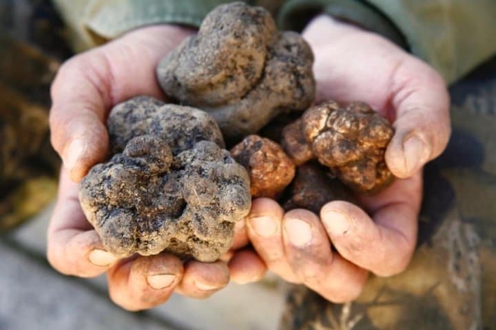 Private Truffle Hunt & Chianti Wine Tasting from Florence
