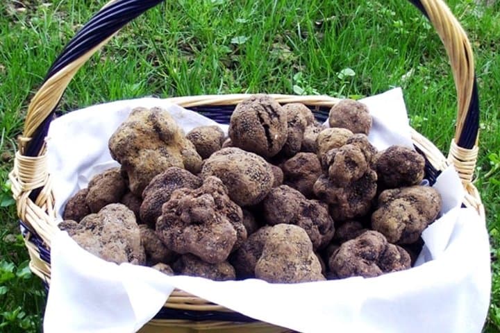 Private Truffle Hunt & Chianti Wine Tasting from Florence photo 4
