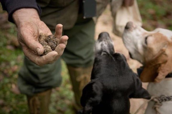 Private Truffle Hunt & Chianti Wine Tasting from Florence photo 3