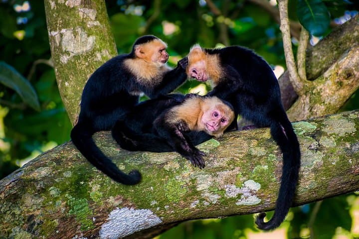 Monkey Tour and Tarcoles Bridge: Wild Capuchins, Crocodiles & Local Lunch photo 3