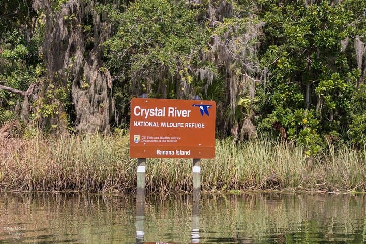 Semi-Private Manatee Snorkel in Crystal River: In-Water Guide Experience photo 4