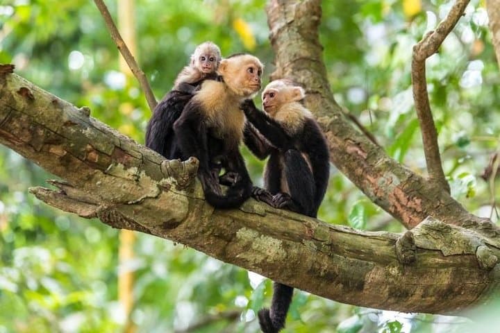 Monkey Tour and Tarcoles Bridge: Wild Capuchins, Crocodiles & Local Lunch photo 2
