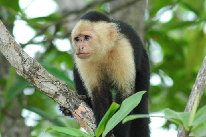Monkey Tour and Tarcoles Bridge: Wild Capuchins, Crocodiles & Local Lunch photo 4