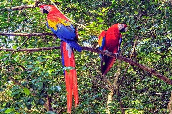 Roatan Shore Excursion: West Bay Beach, Chocolate & Wildlife Eco-Park Private Tour photo 2