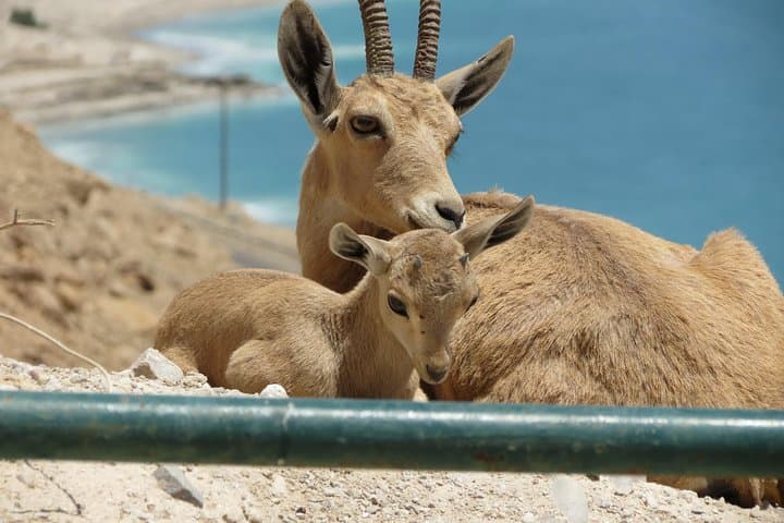 Dead Sea & Masada Private Tour — Float the Lowest Point and Explore Herod’s Fortress photo 5