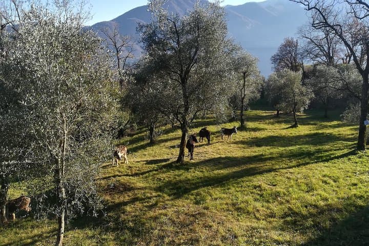 Lake Como Greenway Hike: Villa Carlotta to Villa Balbianello photo 6