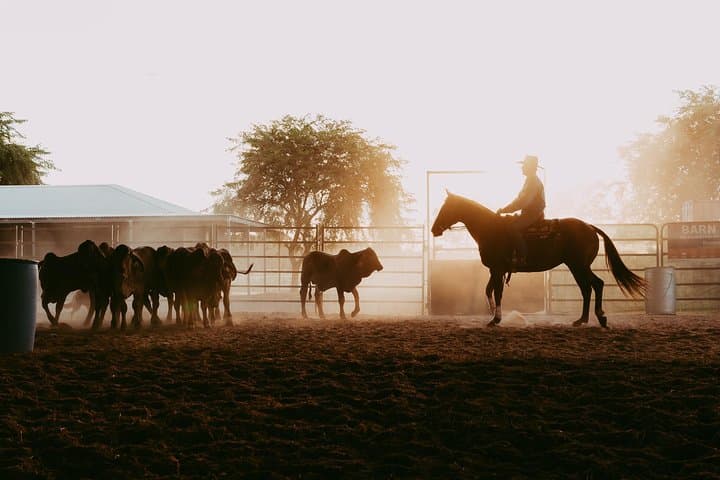 Katherine Outback Experience: Live Horse-Starting & Working Dogs Show photo 2
