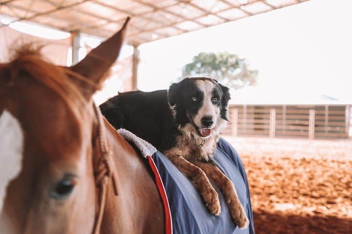 Katherine Outback Experience: Live Horse-Starting & Working Dogs Show photo 4
