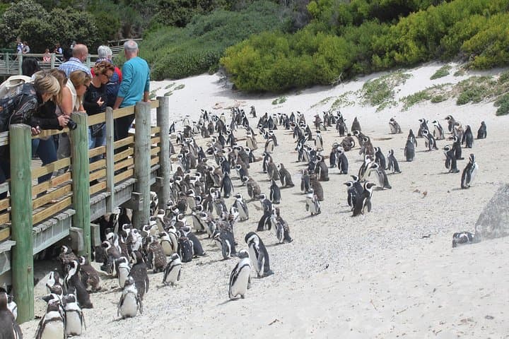 Two-Day Cape Peninsula & Stellenbosch: Table Mountain, Cape Point and Wine Country photo 2