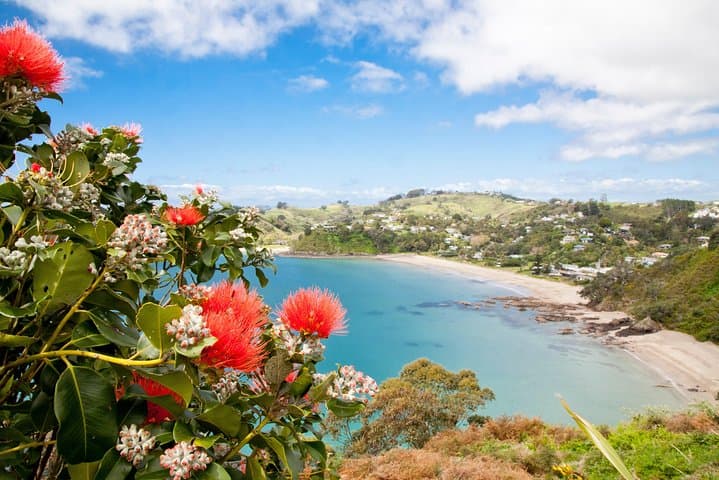 Half-Day Waiheke Wine Tour: Beaches, Wineries & Olive Oil Tasting photo 3