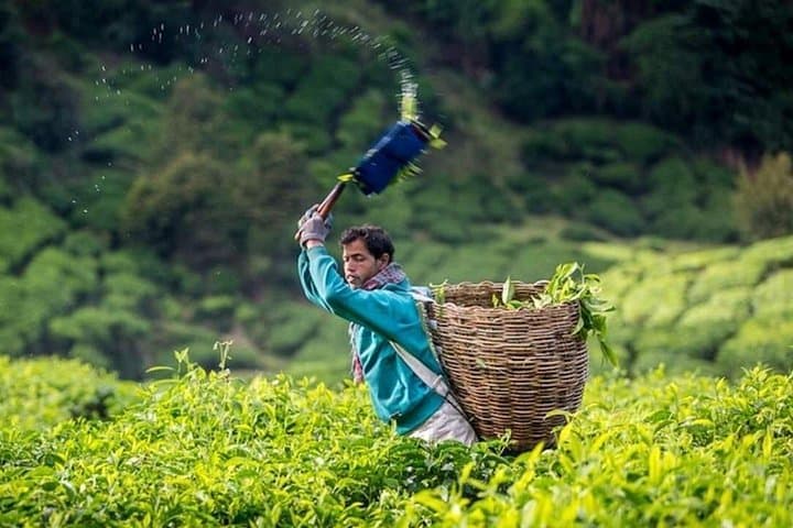 Cameron Highlands Full-Day Private Tour from Kuala Lumpur: BOH Tea, Strawberries & Cactus Valley photo 1