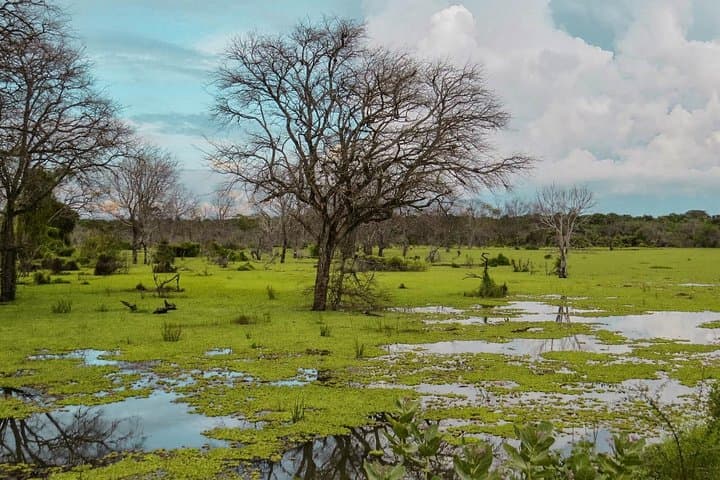 Skip-the-Line Lunugamvehera Entrance Ticket — Fast Access to Sri Lanka's Elephant Corridor photo 2
