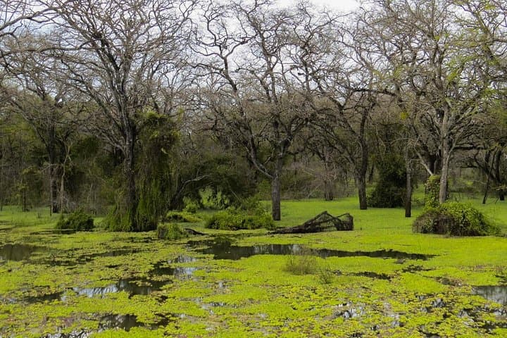 Skip-the-Line Lunugamvehera Entrance Ticket — Fast Access to Sri Lanka's Elephant Corridor photo 3