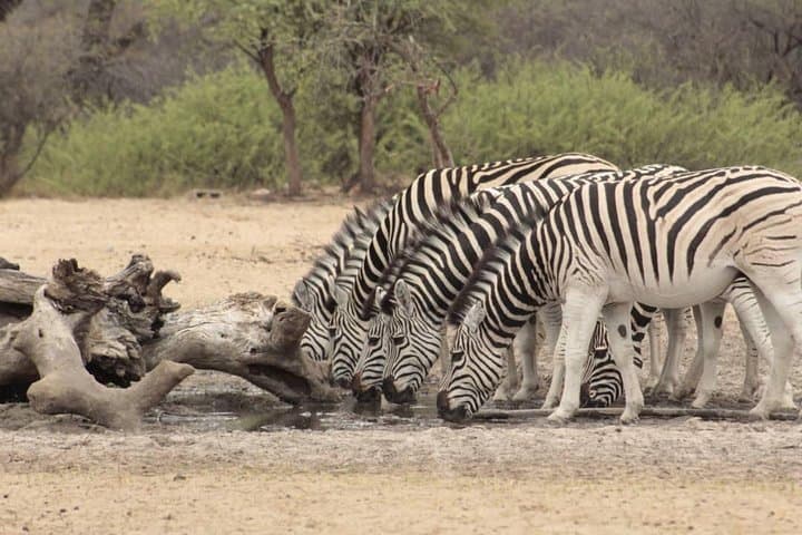 Botswana Classic Camping Safari: 8 Nights Through Okavango, Moremi & Chobe photo 2