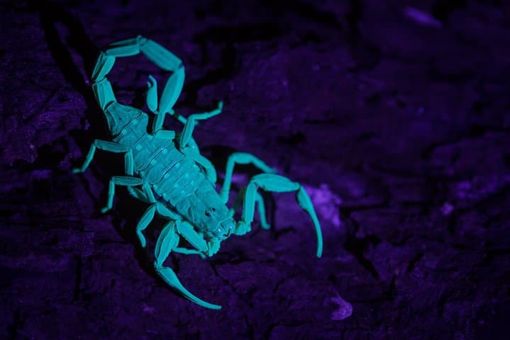 Singapore Night Rainforest Walk: Naturalist Night Adventure photo 5