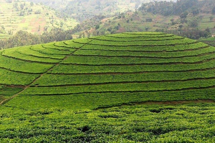 Pfunda Tea Plantation Tour from Kigali — Day Trip through Rwanda’s Tea Hills photo 2