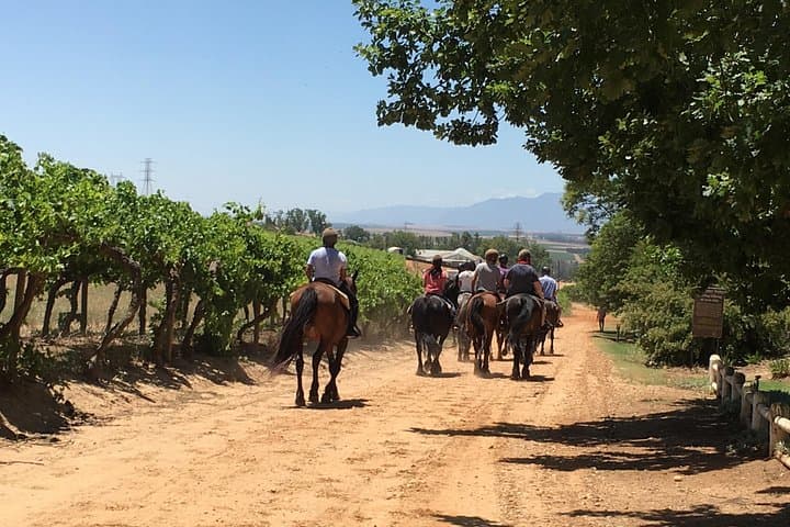1.5-Hour Horse Trail Through Franschhoek Vineyards at Vrede en Lust photo 2