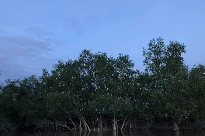 Kuala Selangor Firefly Boat Tour: Kampung Kuantan Night Glow photo 4