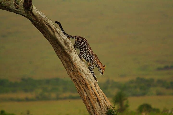 4-Day Lake Manyara, Ngorongoro & Tarangire Safari — Big Five, Tree-Climbing Lions & Camping photo 2